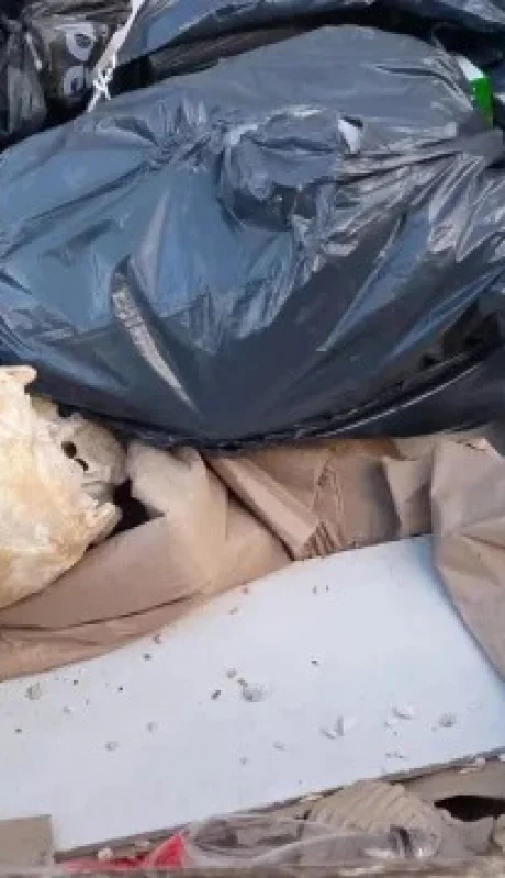 El hallazgo en Mar del Plata