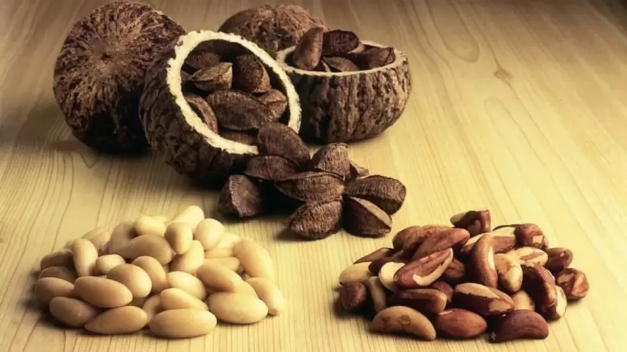 Las nueces de Brasil, a la cabeza de los alimentos radiactivos.