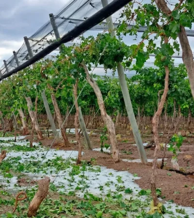 El ministro confirmó pérdidas del 100% en zonas de Real del Padre y pidió priorizar la protección.