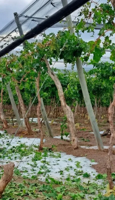 El ministro confirmó pérdidas del 100% en zonas de Real del Padre y pidió priorizar la protección.