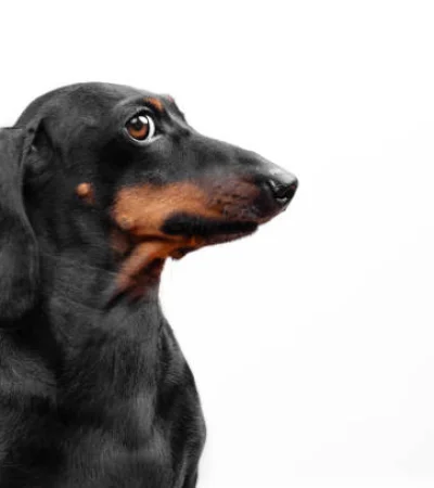 Los perros inteligentes aprenden palabras escuchando conversaciones.