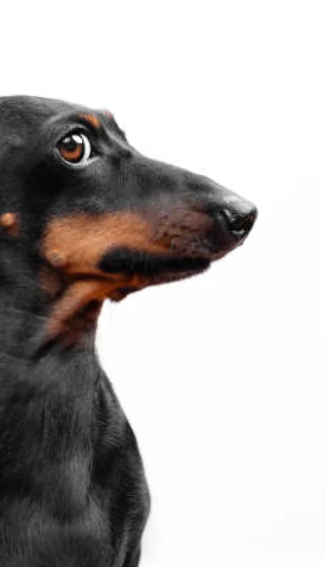 Los perros inteligentes aprenden palabras escuchando conversaciones.