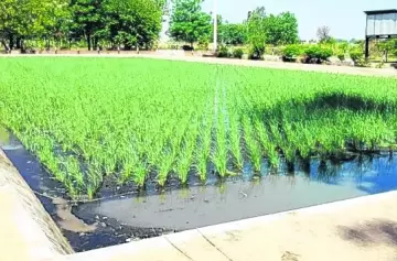 Humedales artificiales: La innovadora solución de INTA Mendoza para enfrentar la sequía y tratar efluentes