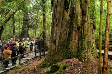 El milagro de "El Abuelo": el alerce de 2.600 años se salvó de las llamas que avanzan sin control en la Patagonia