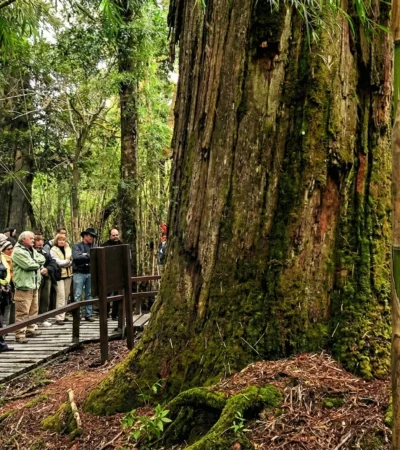 El milagro de "El Abuelo": el alerce de 2.600 años se salvó de las llamas que avanzan sin control.