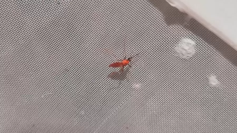 Un ejemplar macho irradiado en Iscamen