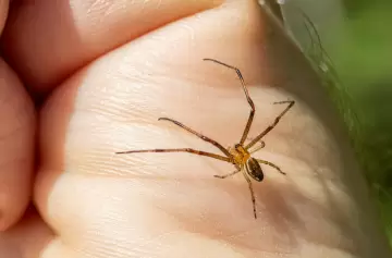 Peligro en casa: las tres arañas que podrían mandarte al hospital y cómo reconocerlas