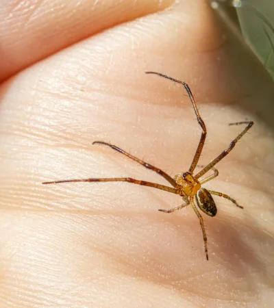 El CONICET tiene la aplicación gratuita "Es araña o escorpión" (Esraio) para consultar si un ejemplar es peligroso o no.