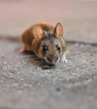 ¿Se contagia entre personas? Una experta aclara las dudas más urgentes sobre el hantavirus.