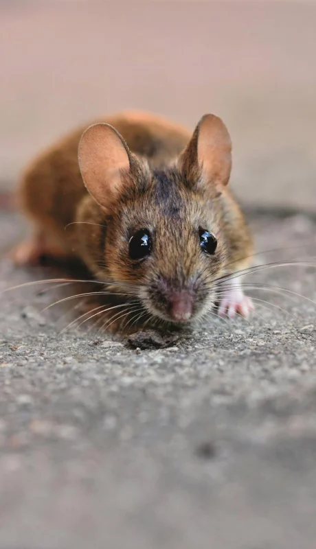 ¿Se contagia entre personas? Una experta aclara las dudas más urgentes sobre el hantavirus.