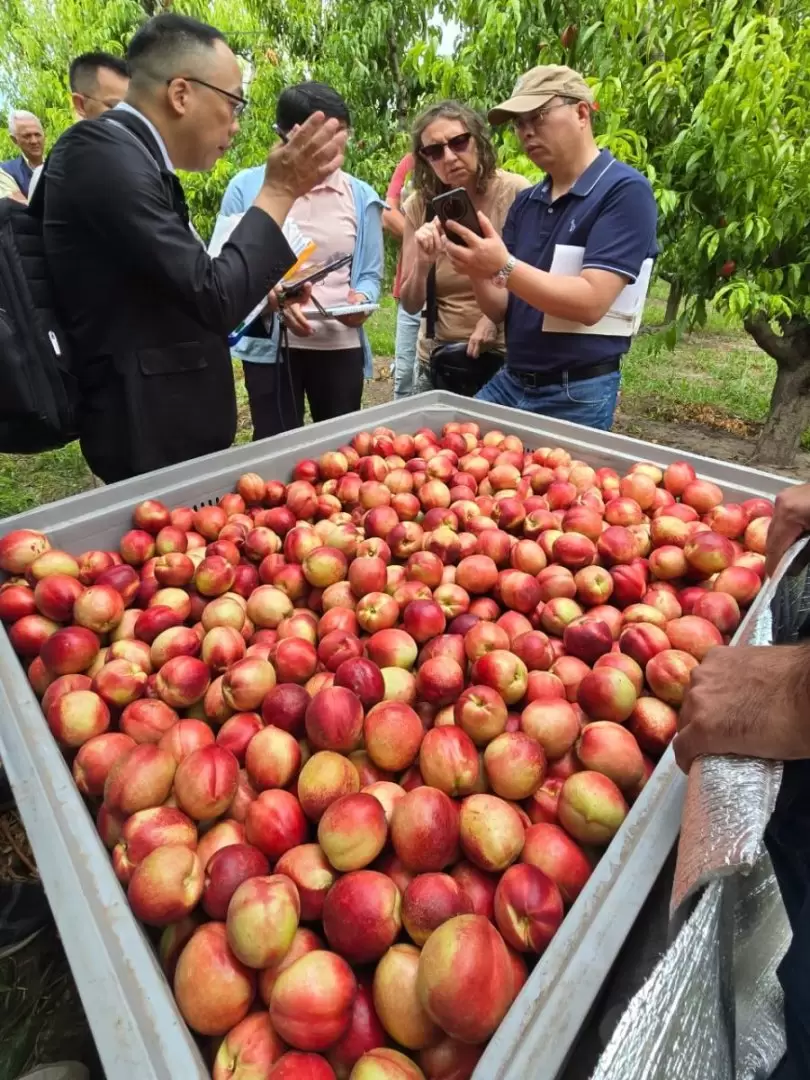 Interés por la producción de duraznos