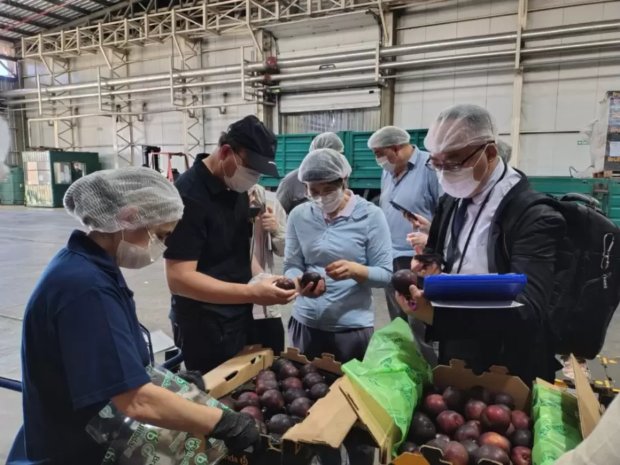 Examinaron la calidad de la ciruela