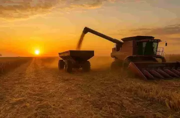 Maíz récord de 62 millones de toneladas: ¿el pulmón de divisas que salvará las reservas del Tesoro?