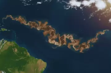 Qué es la "mancha" gigante que asfixia las costas desde África hasta el Caribe