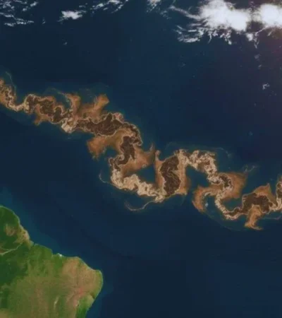 Imagen: gentileza Universidad del Sur de Florida.