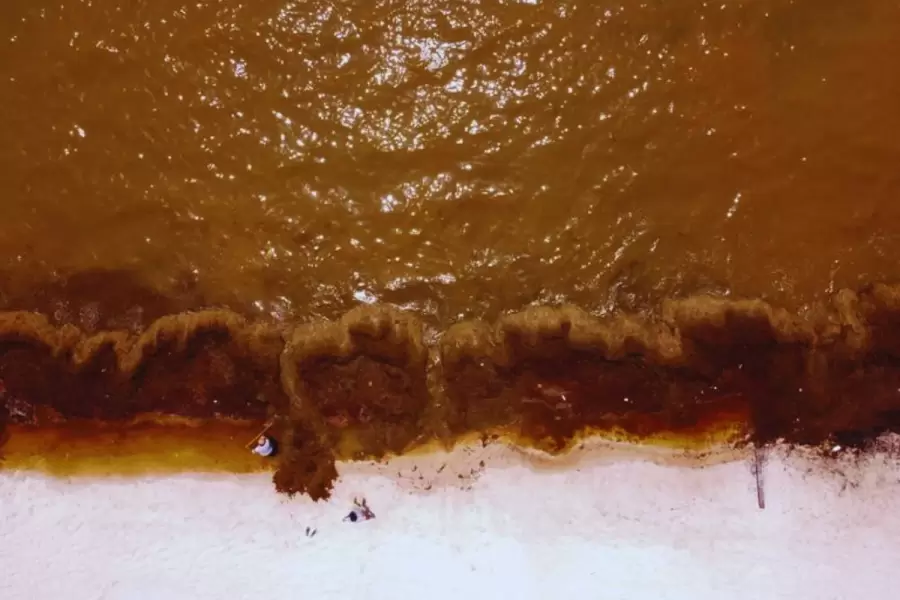 Sargazos afectan el eco sistema ambiental. (Foto: archivo web)