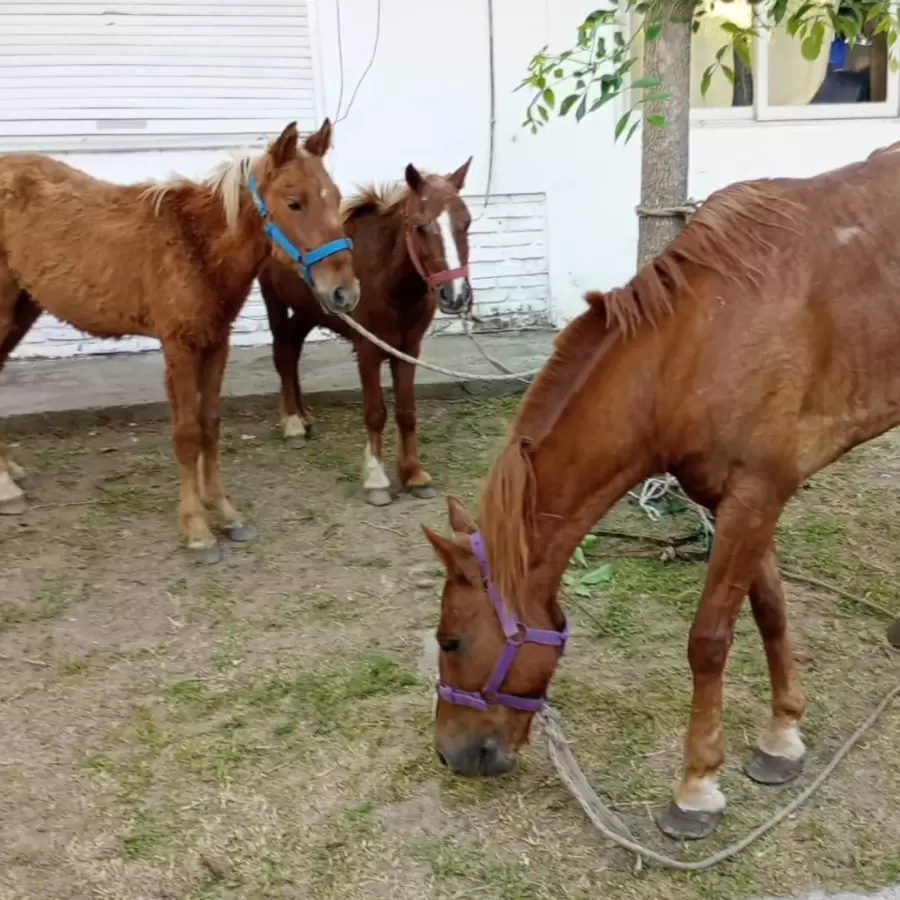 Caballos rescatados en Quilmes/ Fuente: Caballos Quilmes Oficial