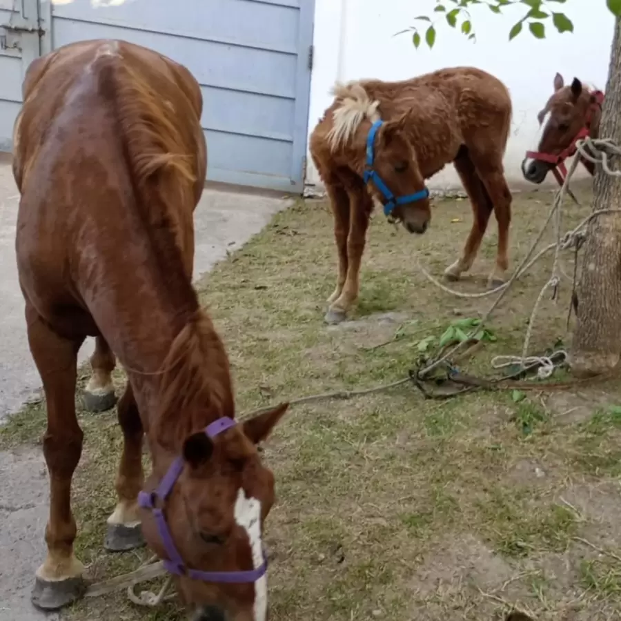 Caballos rescatados en Quilmes/ Fuente: Caballos Quilmes Oficial