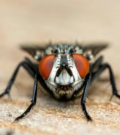 Parece una mosca, pero muerde: la advertencia del Dr. Pizzi sobre el insecto que invade tras las lluvias.