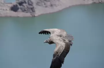 Liberaron al segundo cóndor andino rescatado esta temporada en Valle Grande