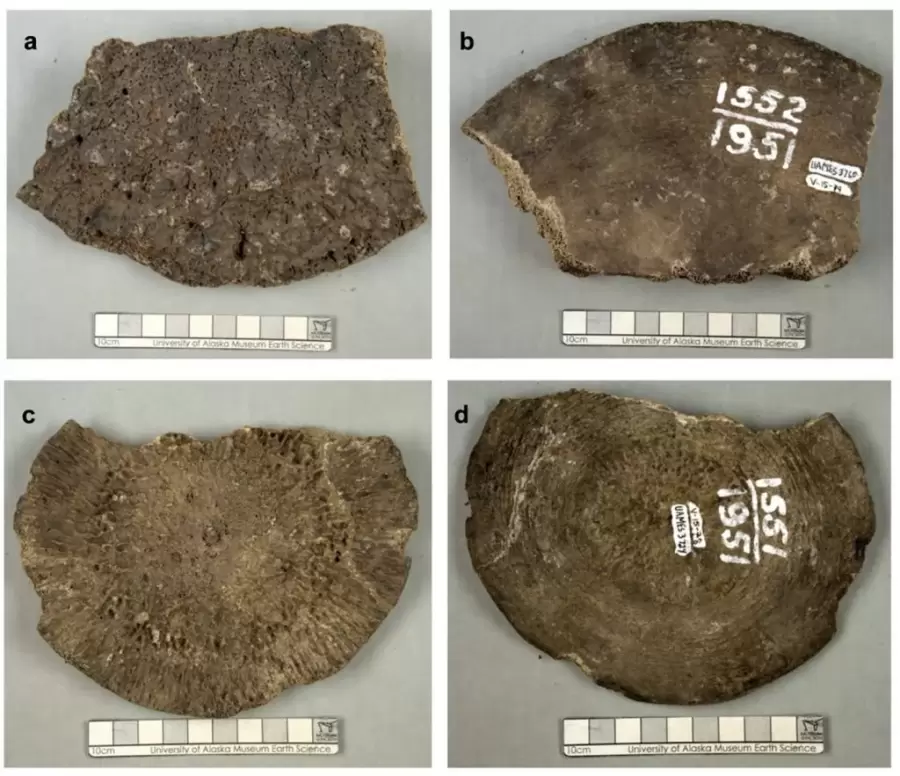 Un análisis de ADN reveló que los fósiles más famosos de un museo en Alaska no eran lo que se creía.