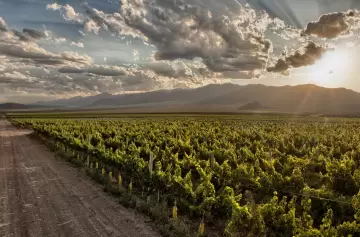 Canopilogger: tecnología de precisión para el agro en Mendoza