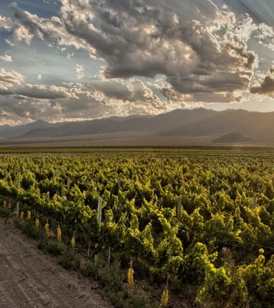 montañas viñedos Mendoza