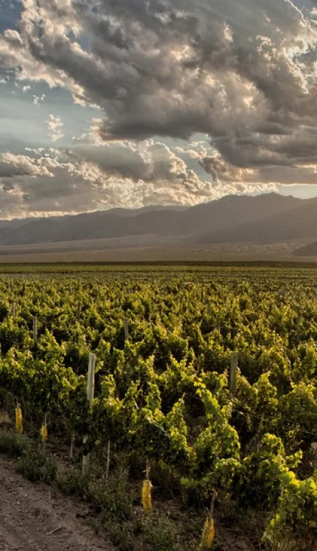montañas viñedos Mendoza
