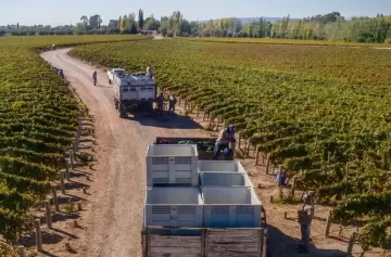 Vino en crisis: el impacto del exceso de stock y precios bajos