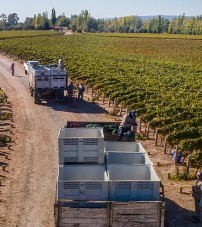 La industria del vino atraviesa una de sus crisis más profundas.