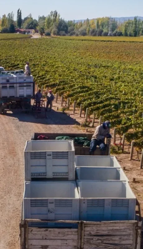 La industria del vino atraviesa una de sus crisis más profundas.