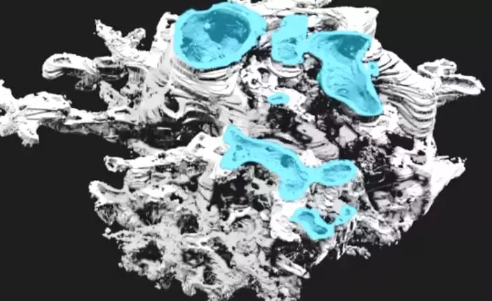 Hallan un extraño ser de ocho metros que habitó la Tierra hace 400 millones de años.