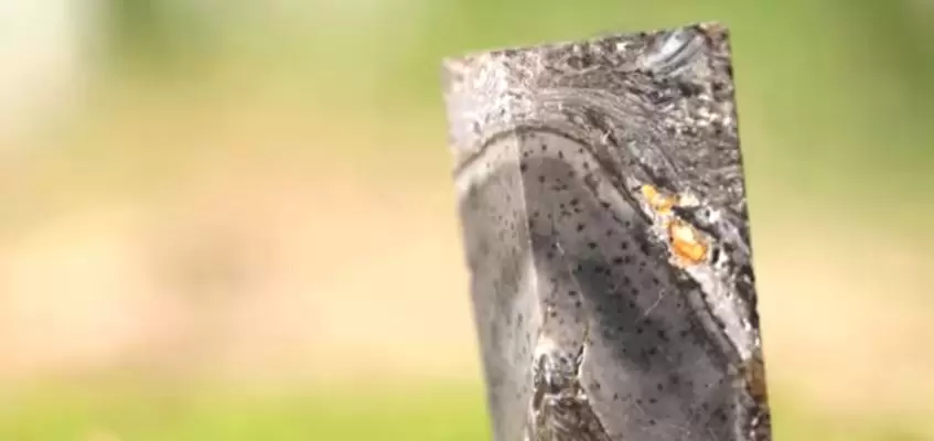Hallan un extraño ser de ocho metros que habitó la Tierra hace 400 millones de años.