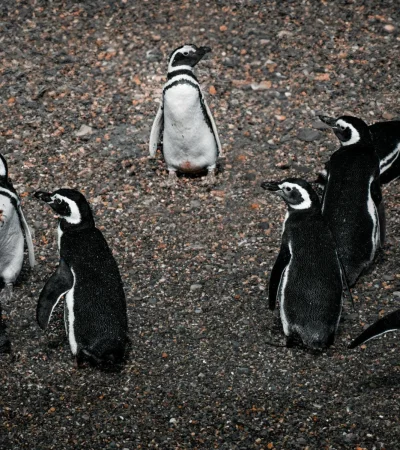 Los investigadores del CONICET monitorean aves marinas en Chubut mediante tecnología satelital.