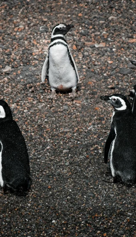 Los investigadores del CONICET monitorean aves marinas en Chubut mediante tecnología satelital.