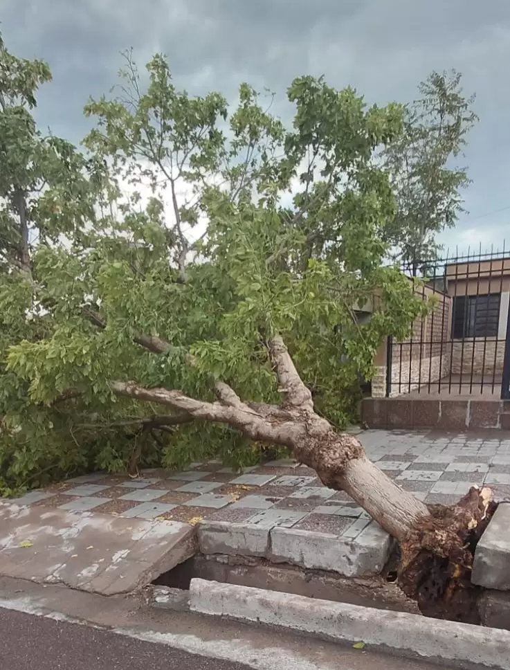 Se reportaron árboles caídos en varias zonas de Mendoza