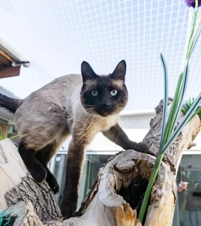 Spa, salas de juego y monitoreo 24hs: así es el hotel de lujo para gatos que abrió en Mendoza
