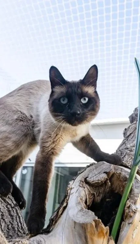 Spa, salas de juego y monitoreo 24hs: así es el hotel de lujo para gatos que abrió en Mendoza