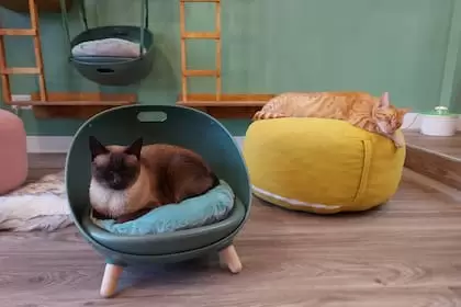 Spa, salas de juego y monitoreo 24hs: así es el hotel de lujo para gatos que abrió en Dorrego