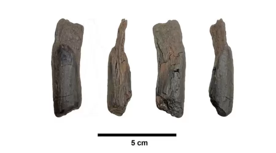 Un grupo de científicos encontró herramientas de madera de 430.000 años de antigüedad. Un descubrimiento sin precedentes en el sur de Europa.