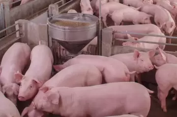 El sector porcino alcanzó un récord histórico en 2025 como principal alternativa a la carne vacuna