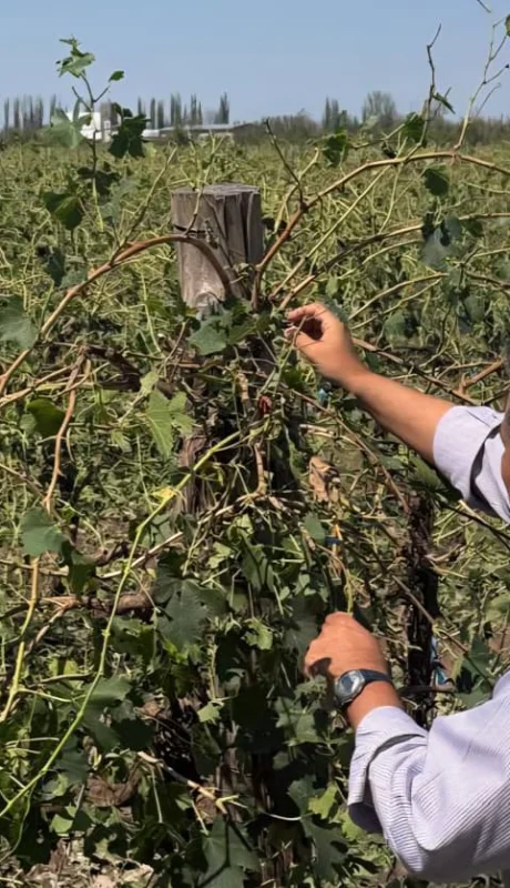 emergencia agropecuaria