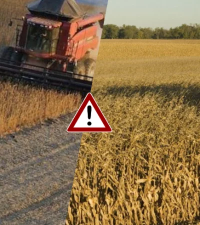 campo argentino de Maíz y Soja