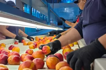 Mendoza exporta durazno fresco a los Emiratos Árabes: un hito de la producción local