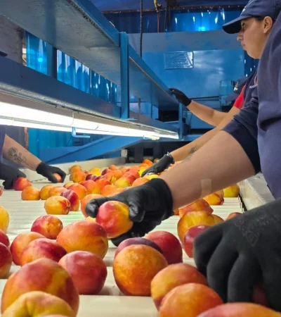 Duraznos mendocinos a Dubai