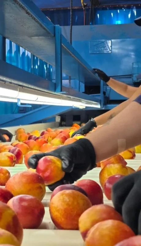 Duraznos mendocinos a Dubai