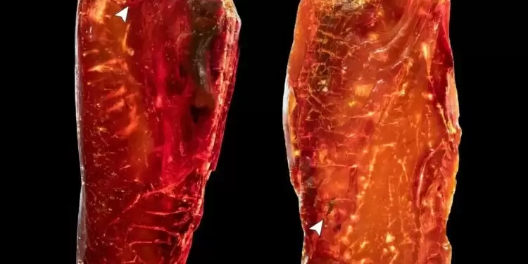 Hallazgo 3D: Una hormiga de 40 millones de años en la colección de Goethe.