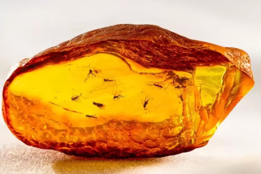 Hallazgo 3D: Una hormiga de 40 millones de años en la colección de Goethe.