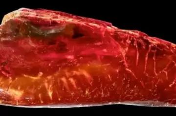 El asombroso hallazgo en el escritorio de Goethe: una hormiga de 40 millones de años que vuelve a la vida en 3D