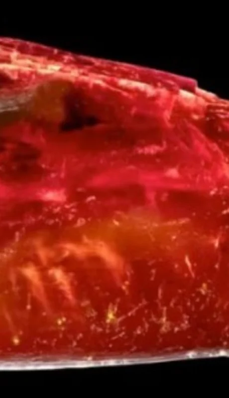 Hallazgo 3D: Una hormiga de 40 millones de años en la colección de Goethe.